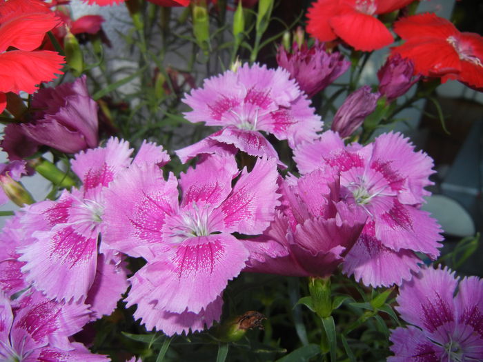 Pink Dianthus (2014, June 11) - DIANTHUS_Garoafe Garofite