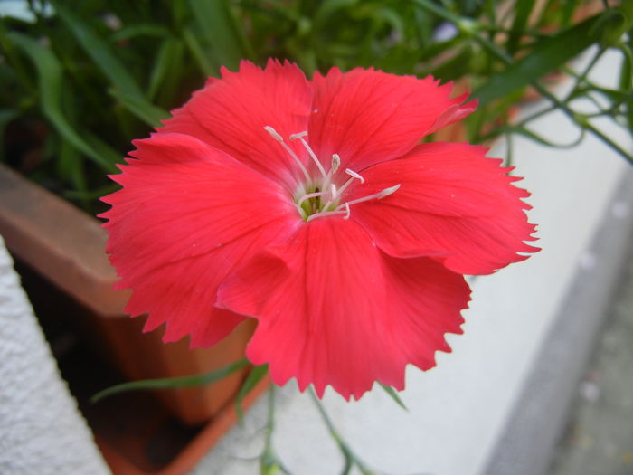 Red Dianthus (2014, June 11) - DIANTHUS_Garoafe Garofite