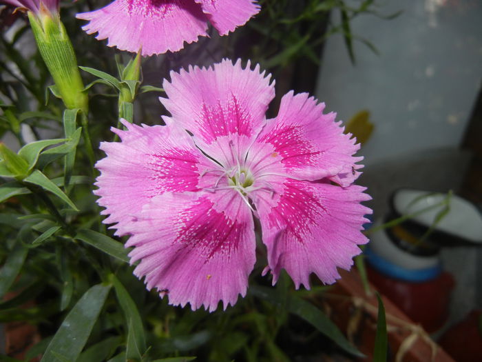 Pink Dianthus (2014, June 11) - DIANTHUS_Garoafe Garofite