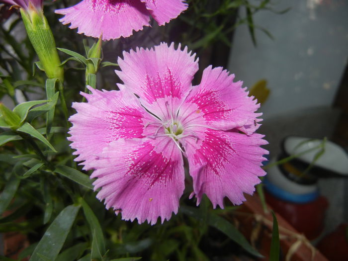 Pink Dianthus (2014, June 11)