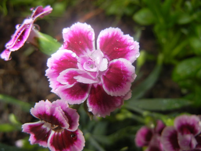 Dianthus Pink Kisses (2014, June 14) - Dianthus Pink Kisses