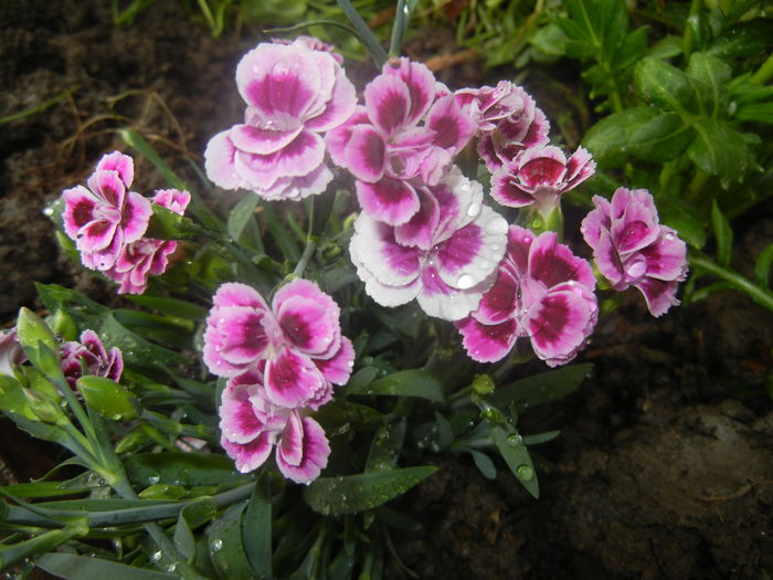 Dianthus Pink Kisses (2014, June 14)