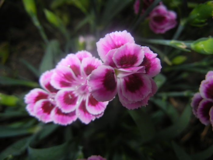 Dianthus Pink Kisses (2014, June 15) - Dianthus Pink Kisses