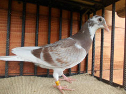 97135502_GSWTYAU - E-Amintiri