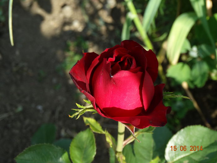 DSC05167 - Trandafiri 2014
