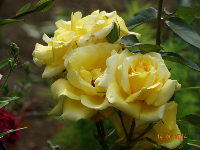 DSC04915 - Trandafiri 2014