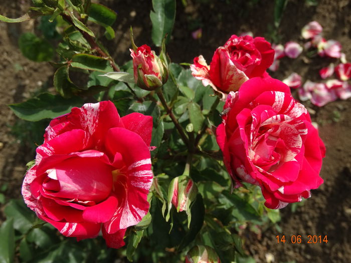 DSC04878