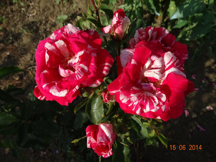 DSC05163