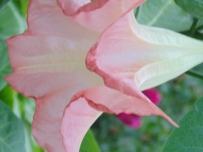 DSC02982 - Curtea si gradina