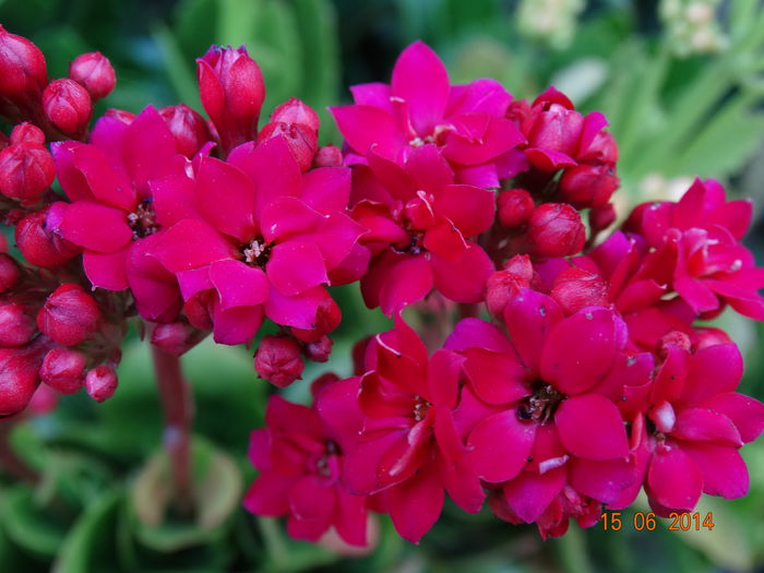 DSC05179 - Plante in ghiveci 2014