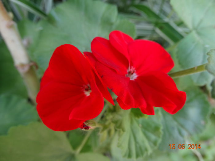 DSC05051 - Plante in ghiveci 2014