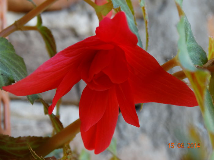 DSC05048 - Plante in ghiveci 2014