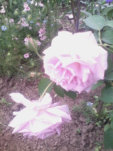 Picture 641 - flori de gradina 2014