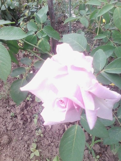 Picture 642 - flori de gradina 2014