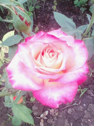 Picture 643 - flori de gradina 2014