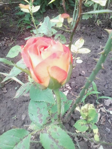 Picture 644 - flori de gradina 2014