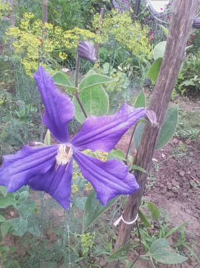 Picture 645 - flori de gradina 2014