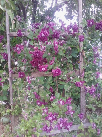 Picture 646 - flori de gradina 2014