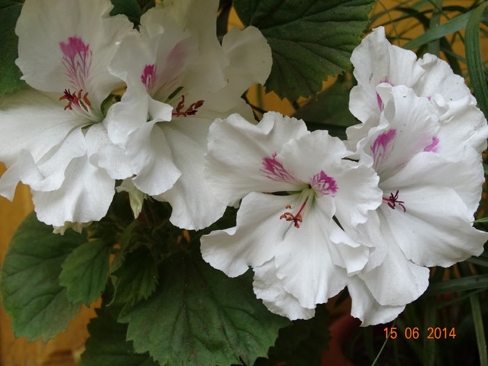 DSC05047 - Plante in ghiveci 2014