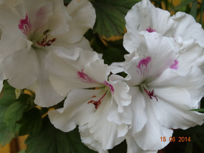 DSC05045 - Plante in ghiveci 2014