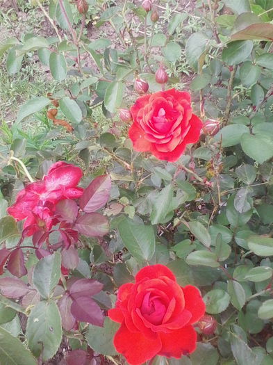 Picture 657 - flori de gradina 2014