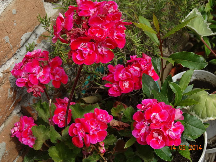 DSC04908 - Plante in ghiveci 2014