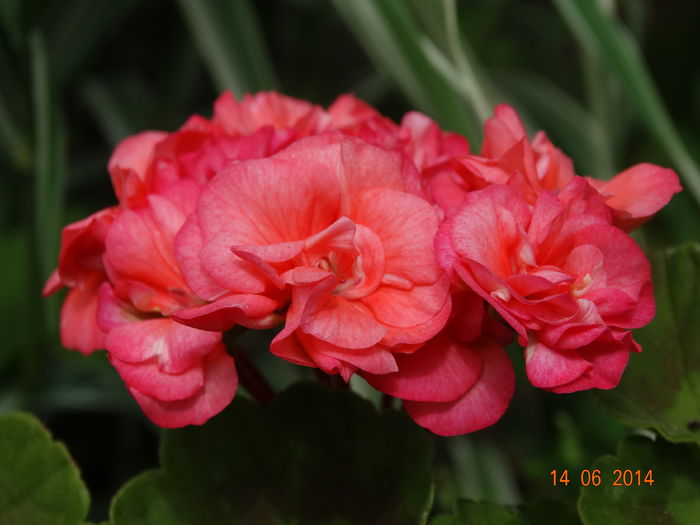 DSC04899 - Plante in ghiveci 2014