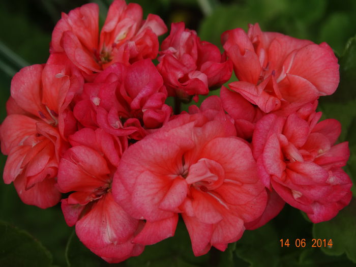DSC04898 - Plante in ghiveci 2014