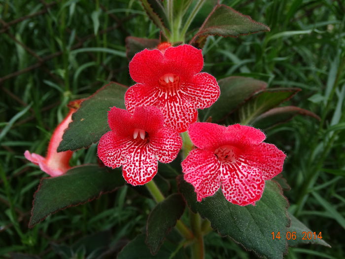 DSC04988 - Plante in ghiveci 2014