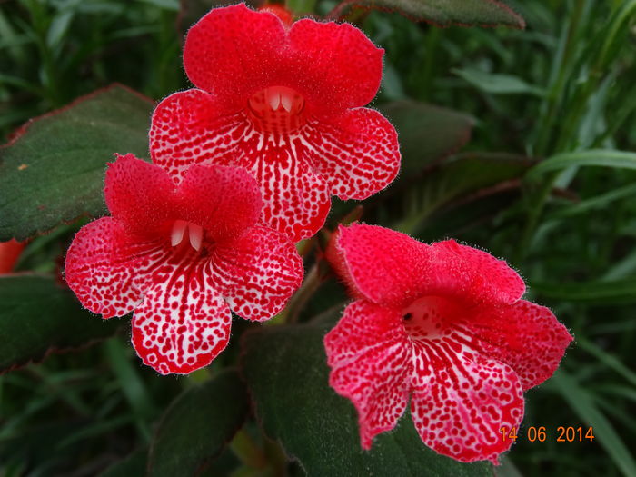 DSC04989 - Plante in ghiveci 2014