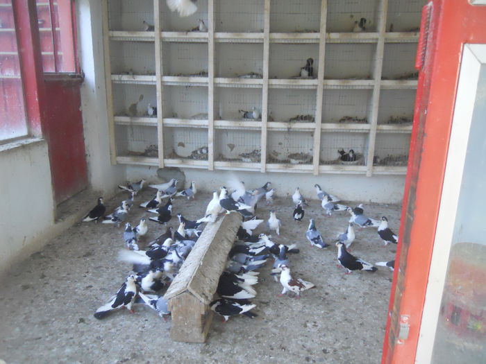 DSCN0004 - 1826 Vali Pascu