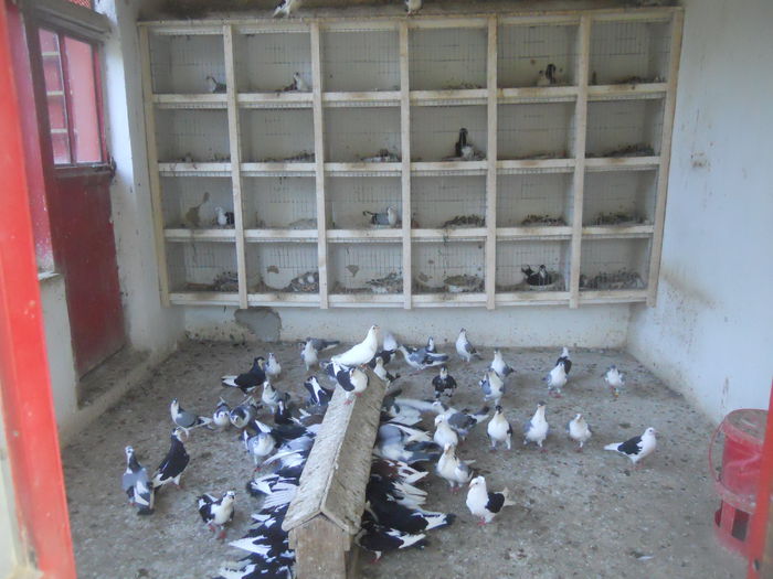 DSCN0005 - 1826 Vali Pascu