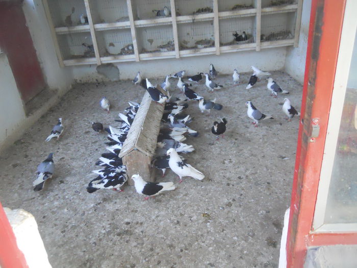 DSCN0006 - 1826 Vali Pascu