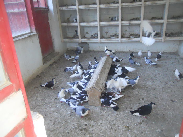 DSCN0007 - 1826 Vali Pascu