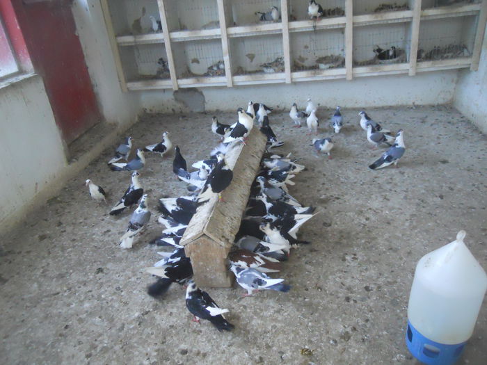 DSCN0011 - 1826 Vali Pascu