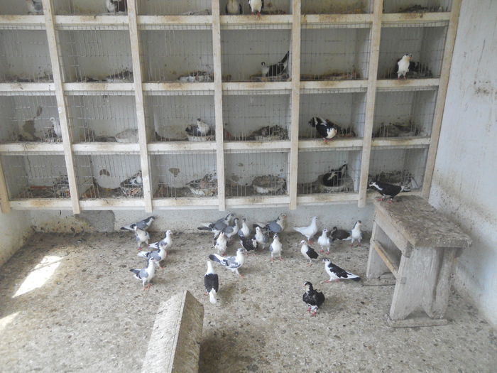 DSCN0072 - 1826 Vali Pascu