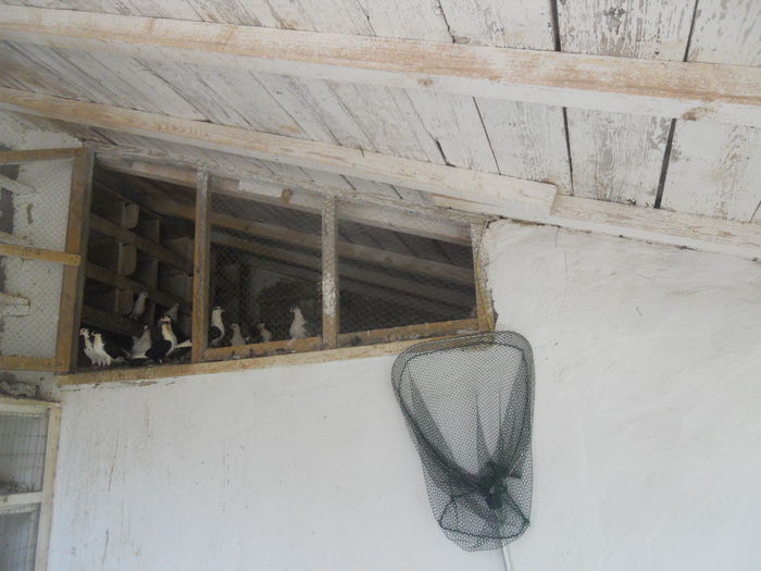 DSCN0073 - 1826 Vali Pascu