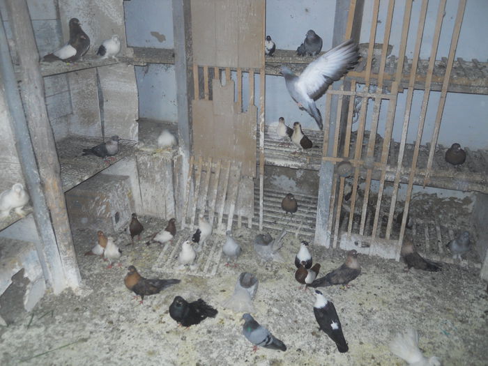 DSCN0081 - 1825 Sorin Constantinescu