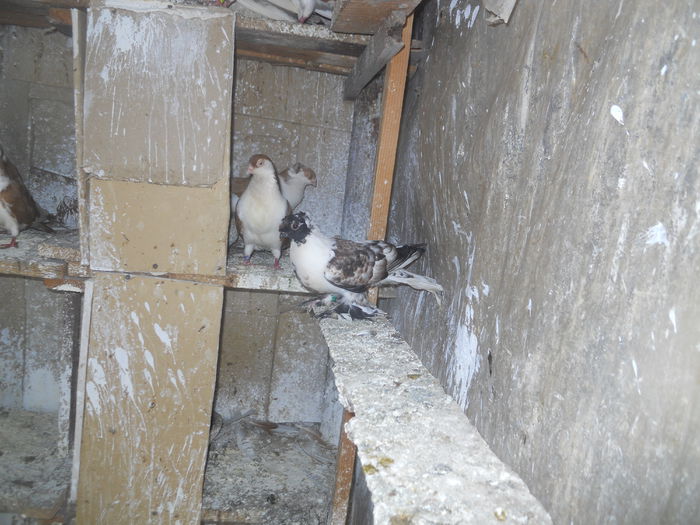 DSCN0111 - 1825 Sorin Constantinescu