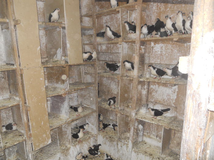 DSCN0115 - 1825 Sorin Constantinescu