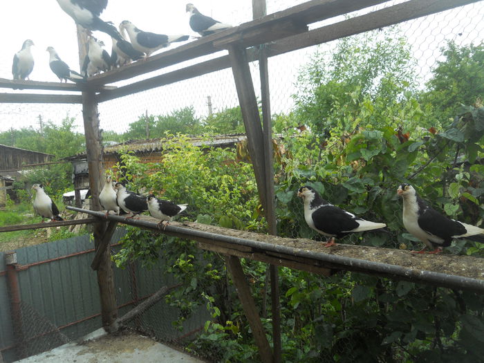 DSCN0116 - 1825 Sorin Constantinescu