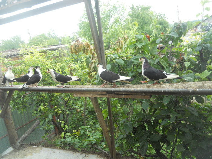 DSCN0118 - 1825 Sorin Constantinescu