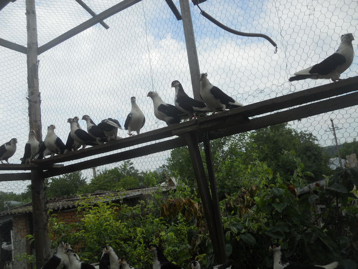 DSCN0119 - 1825 Sorin Constantinescu