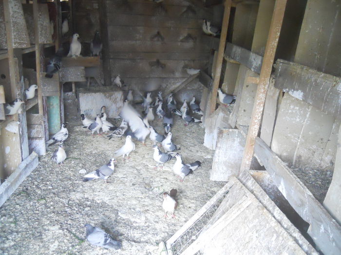 DSCN0121 - 1825 Sorin Constantinescu