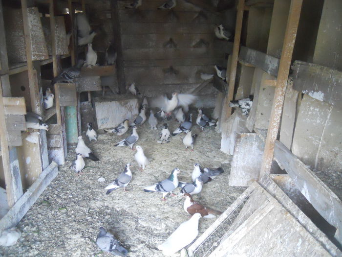 DSCN0122 - 1825 Sorin Constantinescu