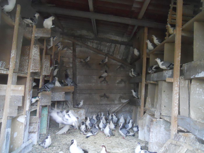 DSCN0124 - 1825 Sorin Constantinescu