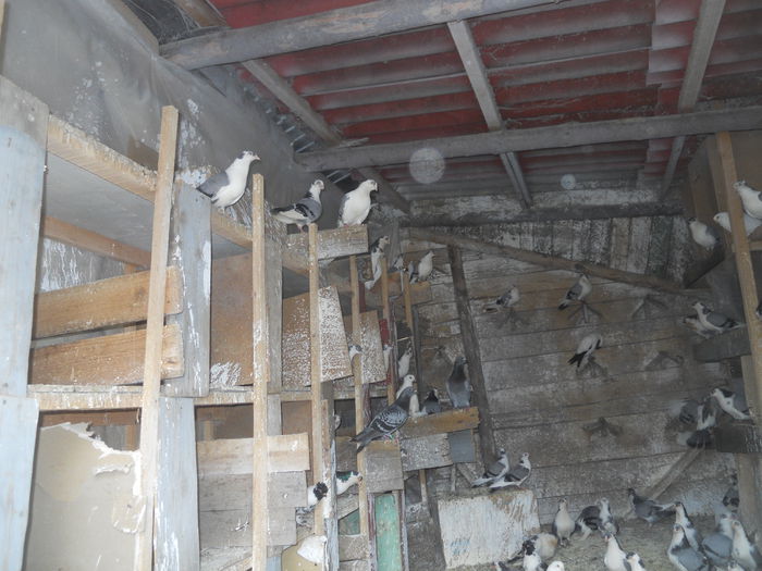 DSCN0125 - 1825 Sorin Constantinescu