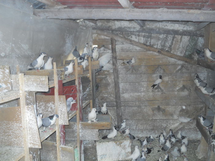 DSCN0127 - 1825 Sorin Constantinescu