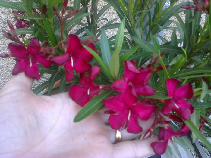 Petite Red - A-Flori 2014