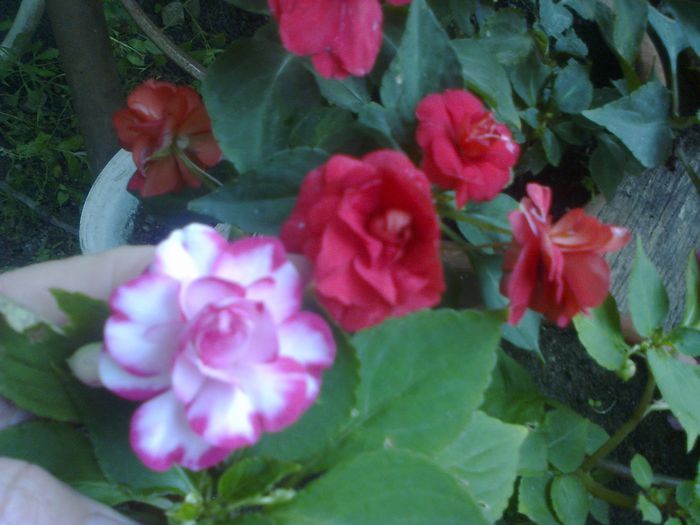  - A-Flori 2014